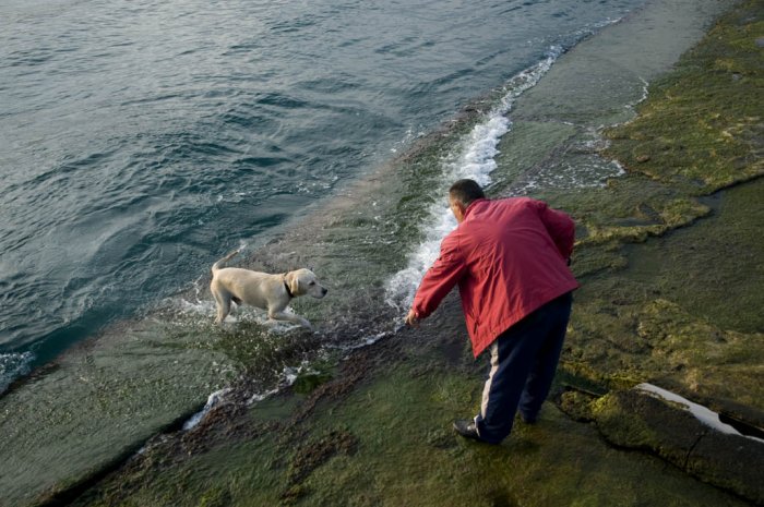 Túnel de lavado canino